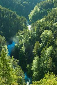 High angle view of trees in forest