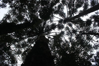 Low angle view of silhouette tree against sky