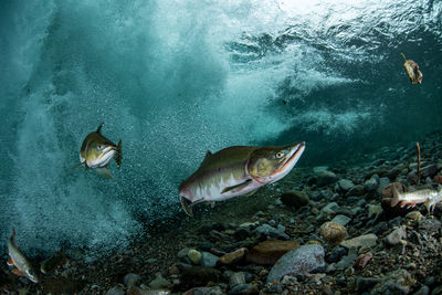 Pink salmon's run in rausu, hokkaido , japan