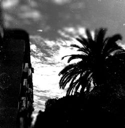 Low angle view of palm trees against sky