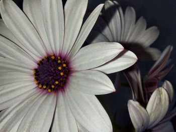 Close-up of white flower