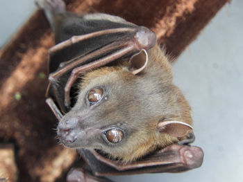 Close-up of bat