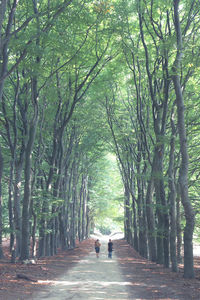 Rear view of people walking amidst trees on landscape