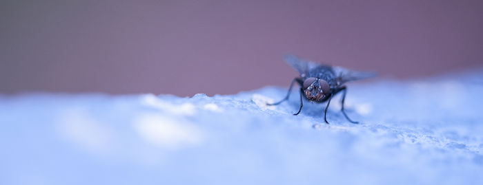 Close-up of fly