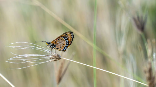 Close-up of butterfly on leaf