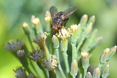 Close-up of honey bee on flower