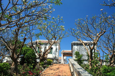 Plants and trees by building against blue sky