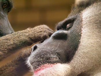 Close-up of animal sleeping