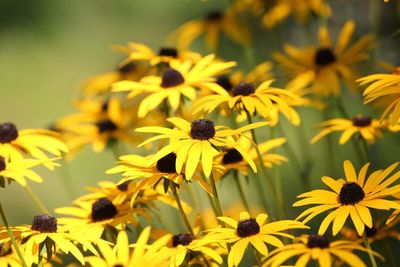 Close-up of yellow daisy flowers