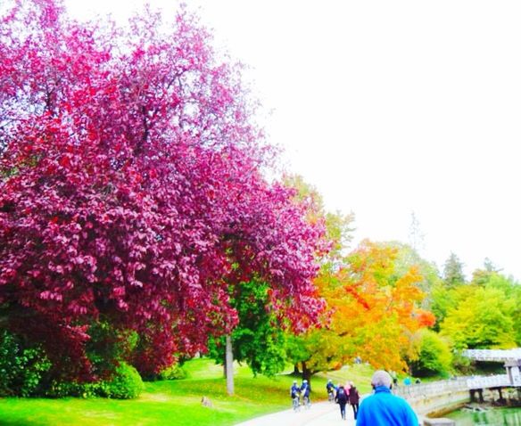 Colorful trees