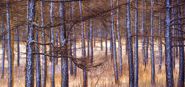 Trees in forest