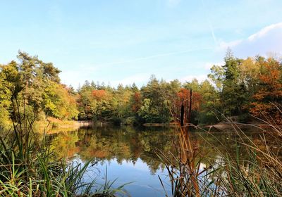 Scenic view of lake in forest against sky