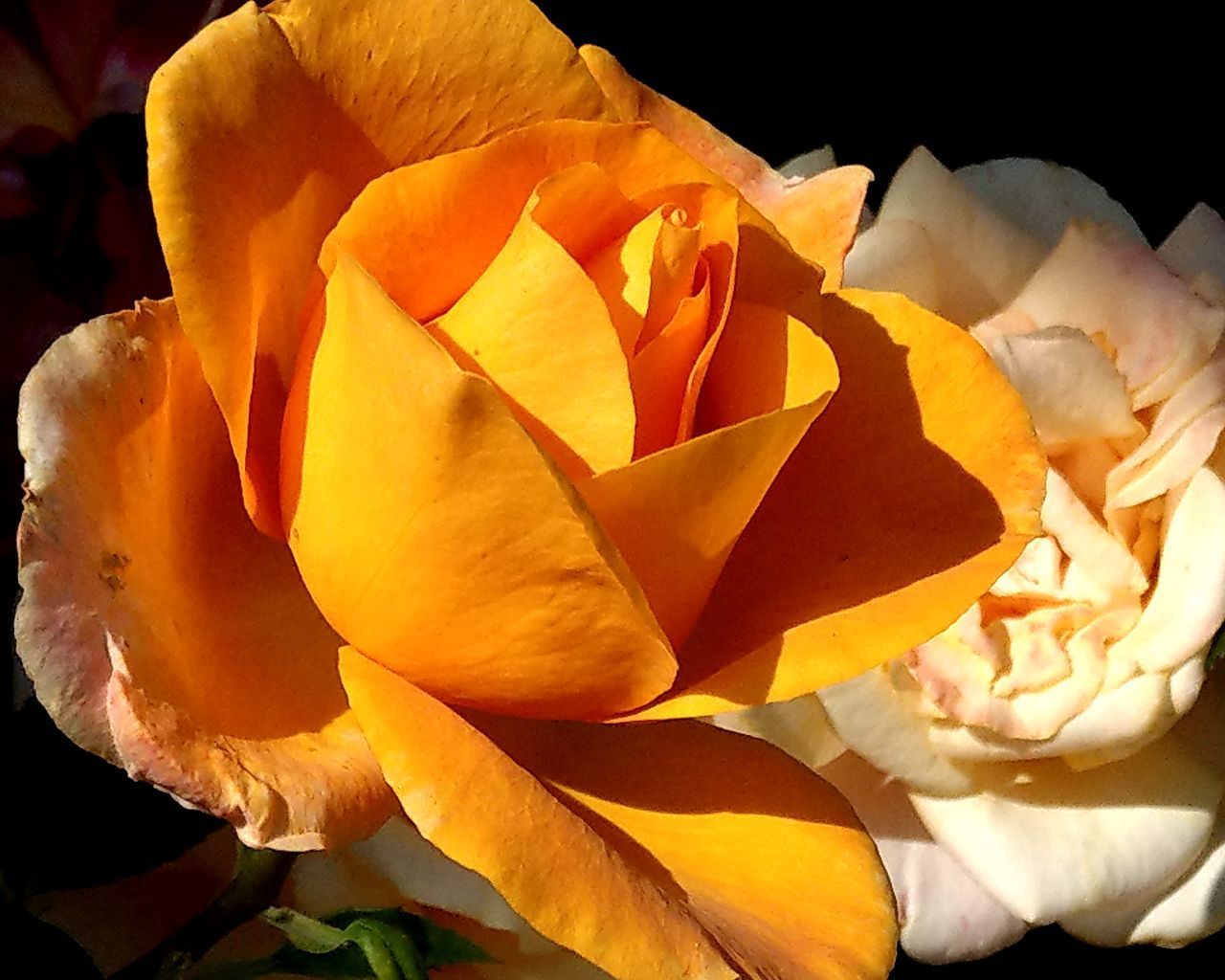 CLOSE-UP OF YELLOW ROSE IN ORANGE