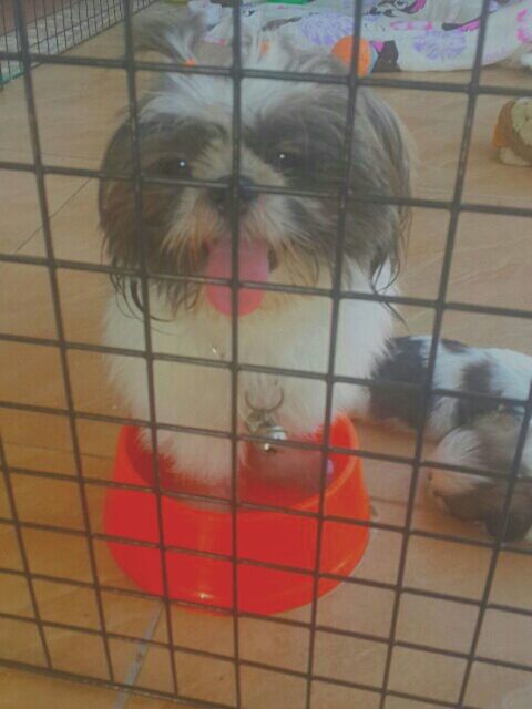 domestic animals, animal themes, pets, indoors, one animal, mammal, dog, red, cage, high angle view, flooring, no people, portrait, close-up, looking at camera, tiled floor, animal head, day, sitting, metal