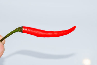 Close-up of hand holding red chili peppers over white background