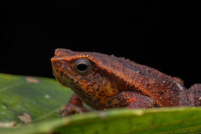 Close-up of a lizard