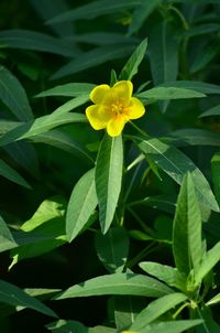 Close-up of yellow flowering plant