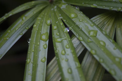 Close-up of water drops on leaf