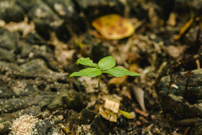 Close-up of small plant growing on field