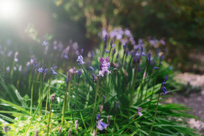 Close-up of purple flowers blooming in field