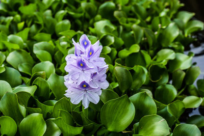 Close-up of purple flowering plant