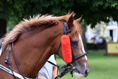 Close-up of a horse