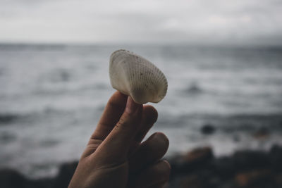 Close-up of hand holding shell over sea against sky