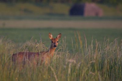 Portrait of deer standing on grassy field