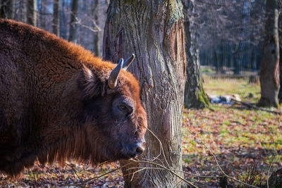 Horse in a field