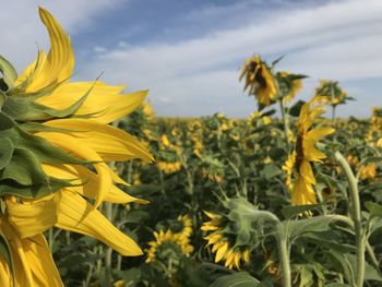 Close-up of yellow flowering plant against sky