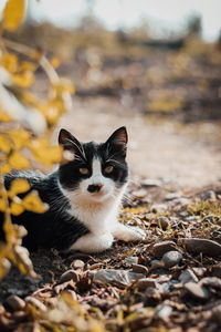 Portrait of a black and white cat