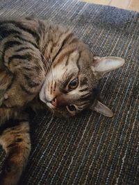 High angle view of cat sleeping on floor