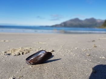 Close-up of shell on beach