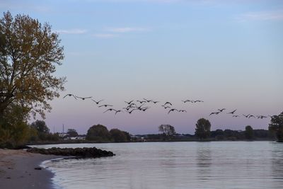 Birds flying over lake against sky