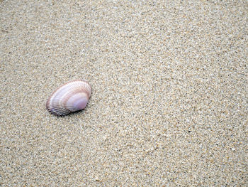 High angle view of shell on sand