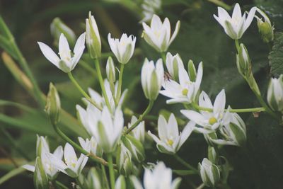 Close-up of white flowering plants