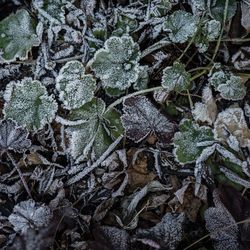 High angle view of frozen plant on field during winter