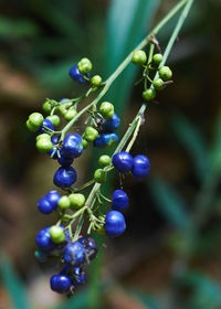 Close-up of plant against blurred background