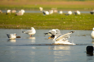 Black headed gull is enjoying morning bath.