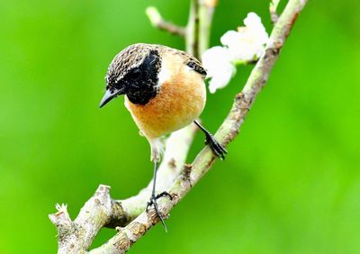 Close-up of bird perching on branch