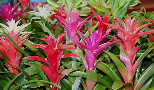 Close-up of pink flowers