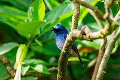 Bird perching on a branch