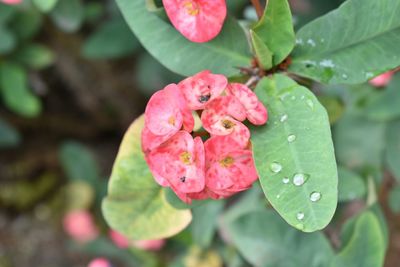 Close-up of pink rose with dew drops on leaves