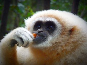 Close-up portrait of monkey holding monkeys