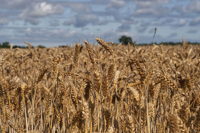 Wheat field against sky