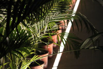 Midsection of person holding plant by tree