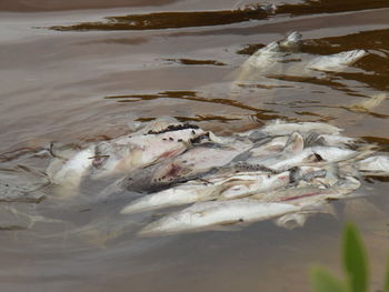 High angle view of fish swimming in lake