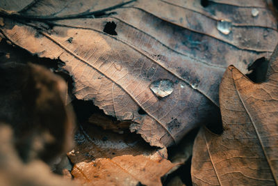 Close-up of dry leaves on wood in forest