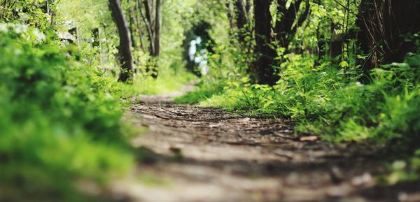 Trees in forest