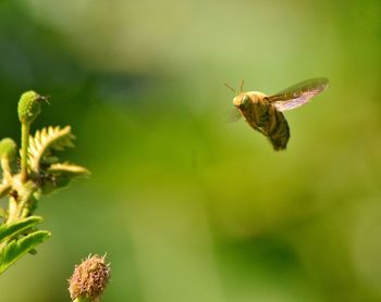 Close-up of butterfly pollinating on flower